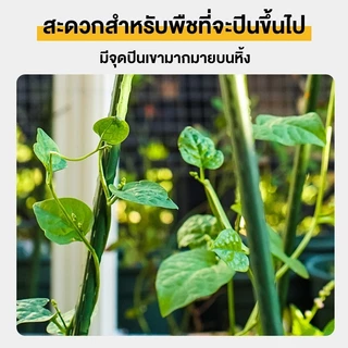 ไม้ค้ำต้นDIY โครงปลูกผัก ซุ้มเลื้อย ยาว90-180ซม.หนา11/16มม.เสามะเขือเทศ ไม้ค้ำยันต้นไม้ เสาปลูกผั ยันต้น ค้างต้น ผัก