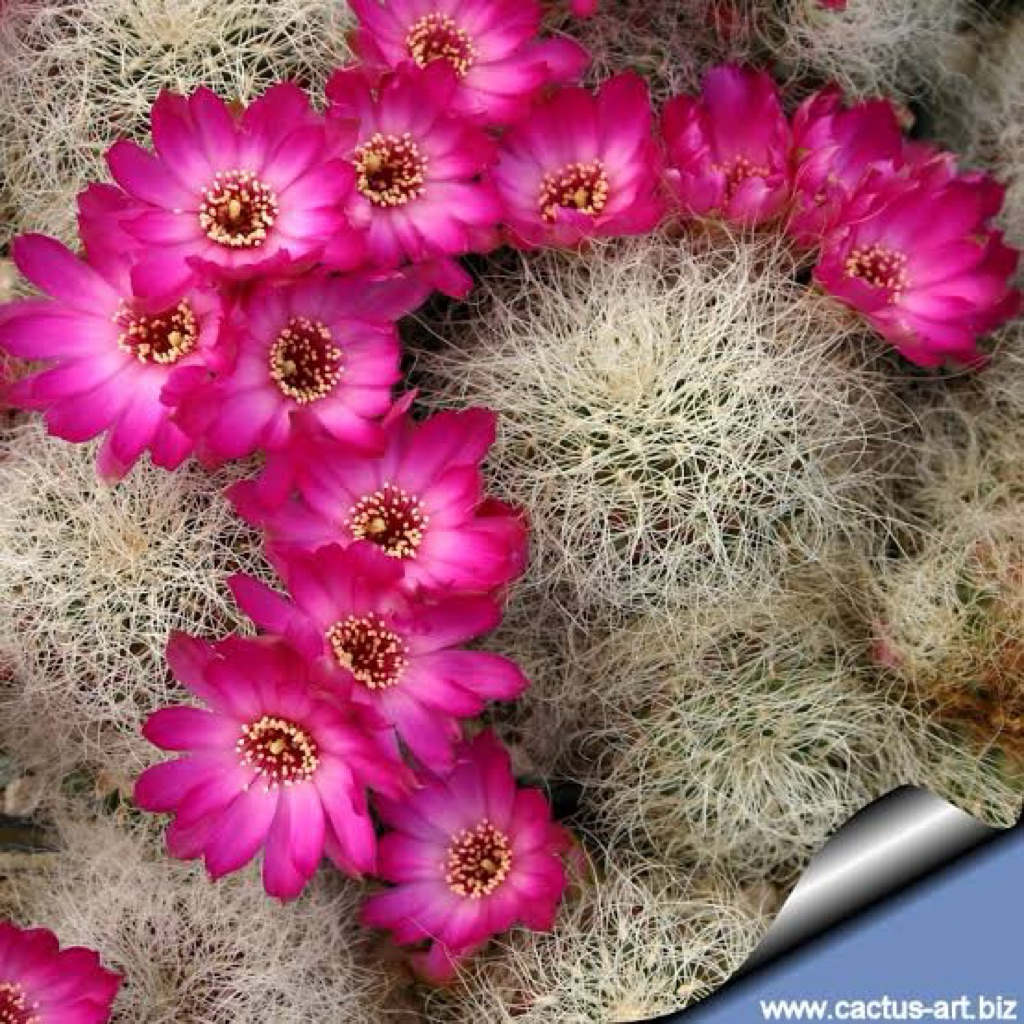 Sulcorebutia gerosenilis: ซัลโครีบูเทีย จีโรเซนิลิส แคคตัส กระบองเพชร