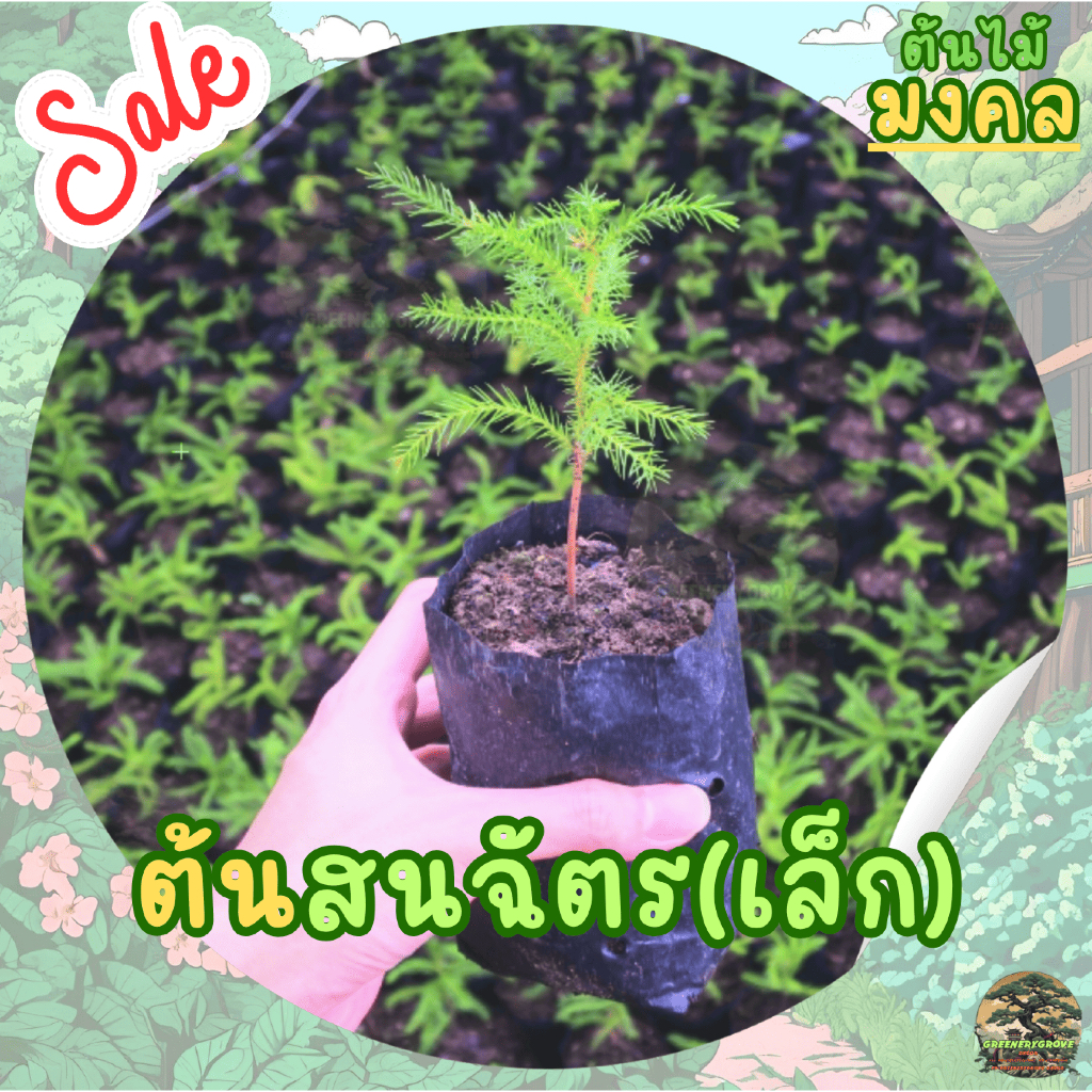 [พร้อมส่ง] ต้นสนฉัตร (Norfolk island pine) ขนาด 10-15cm (ราคาต่อ1ต้น)