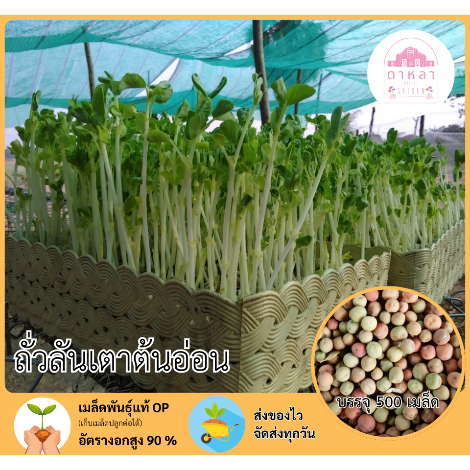 เมล็ดพันธุ์ถั่วลันเตาต้นอ่อน 500 เมล็ด