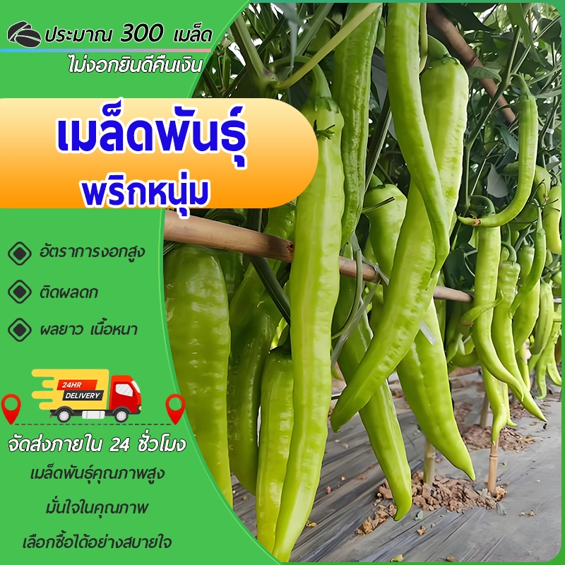 300 เมล็ด เมล็ดพันธุ์พริกหนุ่ม เมล็ดพริกหนุ่ม ติดผลดก งอกดี ผลยาว เนื้อหนา ปลูกง่าย สำหรับสวนครัว