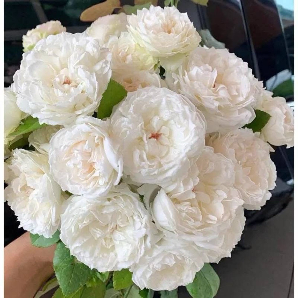 Pretty Nina White Rose หรือ PNW กุหลาบญี่ปุ่น สีขาว ดอกใหญ่