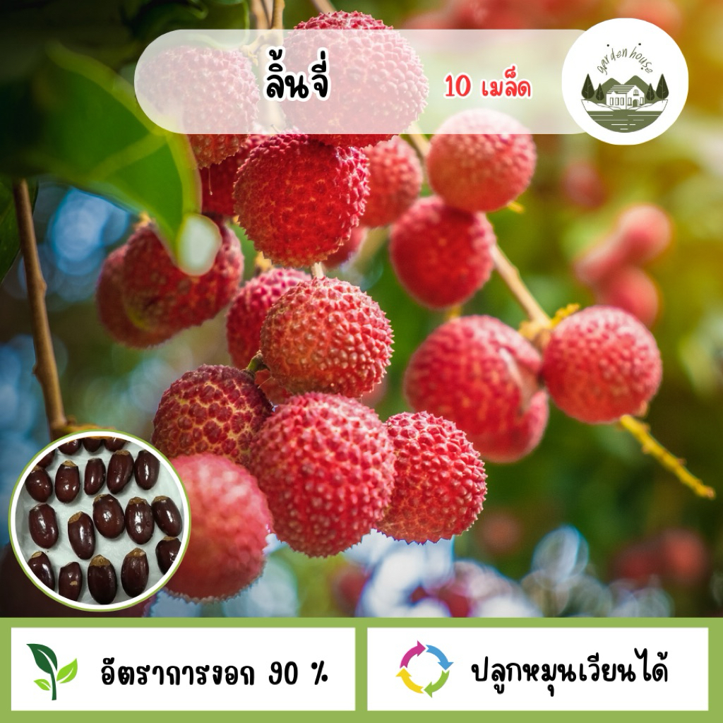 เมล็ดพันธุ์ลิ้นจี่ 10 เมล็ด
