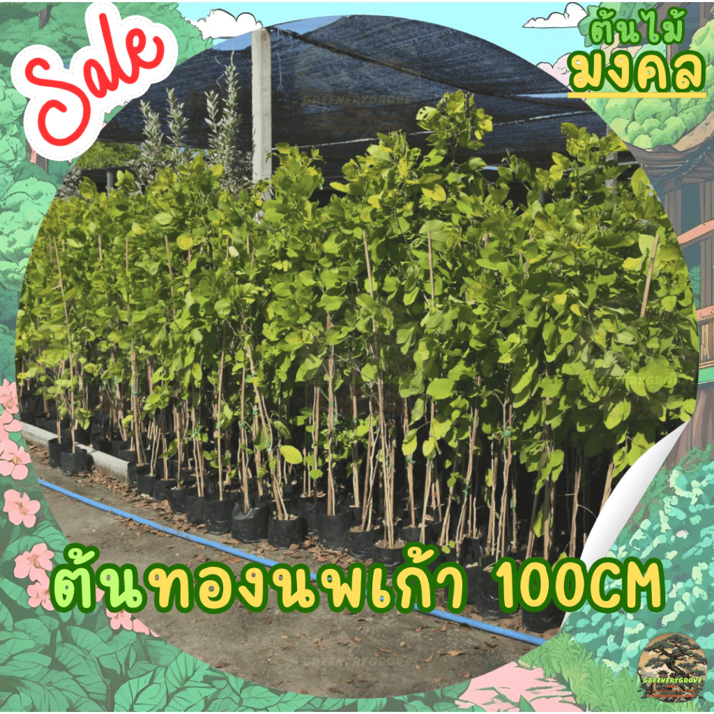 [พร้อมส่ง] ต้นทองนพเก้า ต้นชะแมบทอง (Horse Bush) ใบสีทองไม้มงคล สูง100cm