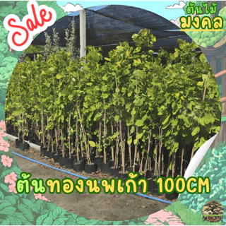 [พร้อมส่ง] ต้นทองนพเก้า ต้นชะแมบทอง (Horse Bush) ใบสีทองไม้มงคล สูง100cm