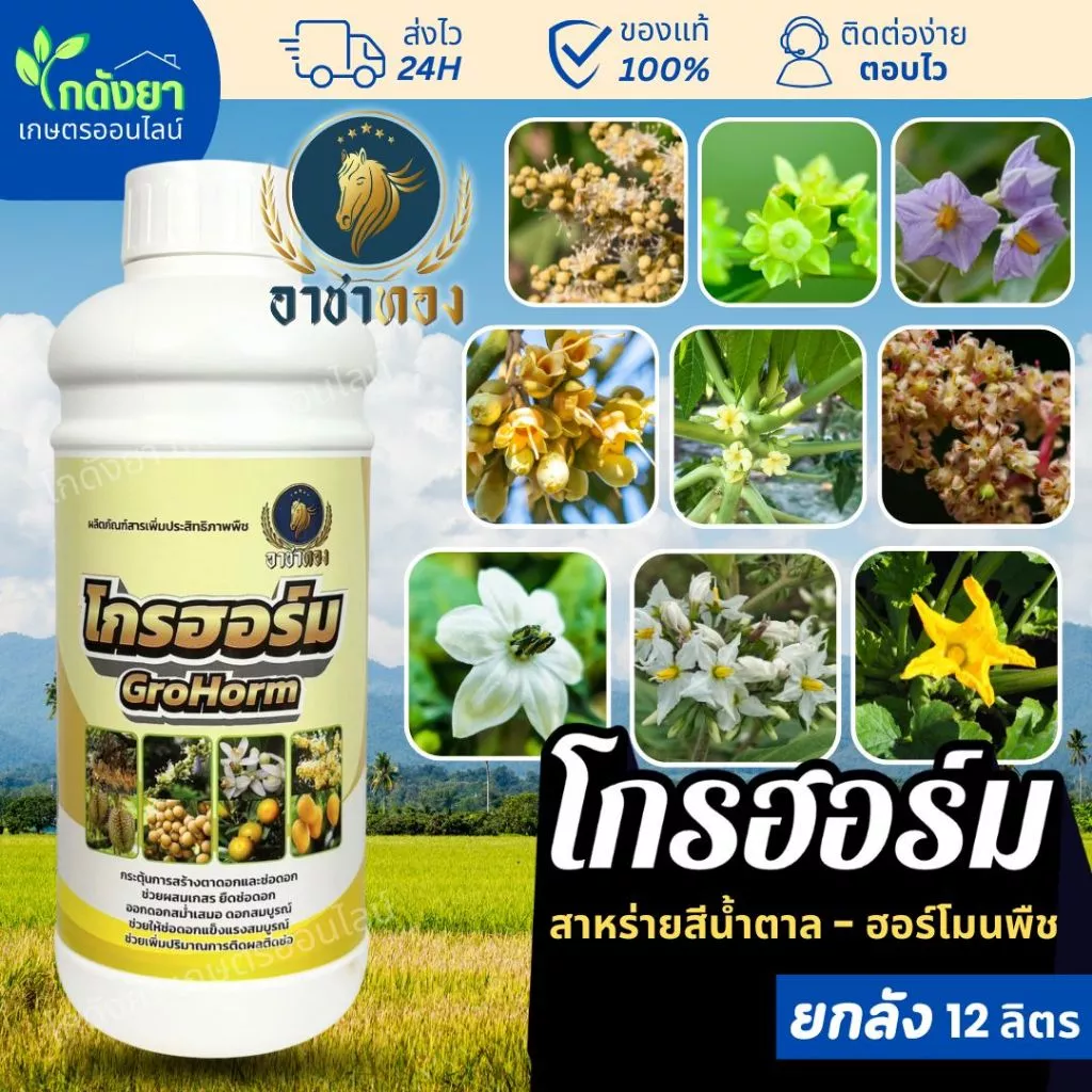 โกรฮอร์ม 1ลิตร ตรา อาชาทอง ฮอร์โมน บำรุงดอก เปิดตาดอก แปลงเพศ ผสมเทียม