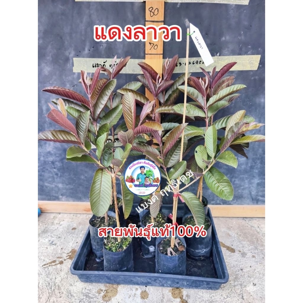 แดงลาวา ฝรั่งสายพันธุ์ใหม่ สายพันธุ์แท้ 100% สูง40-60ซม.