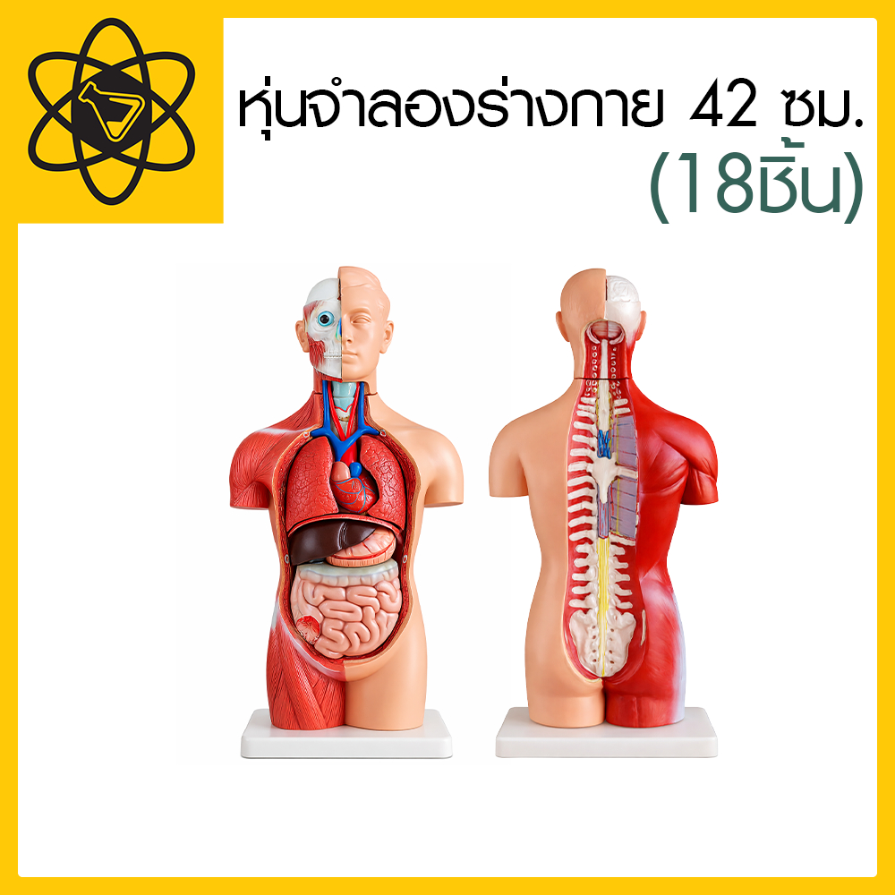 หุ่นจำลองร่างกาย 42 ซม. (18ชิ้น)