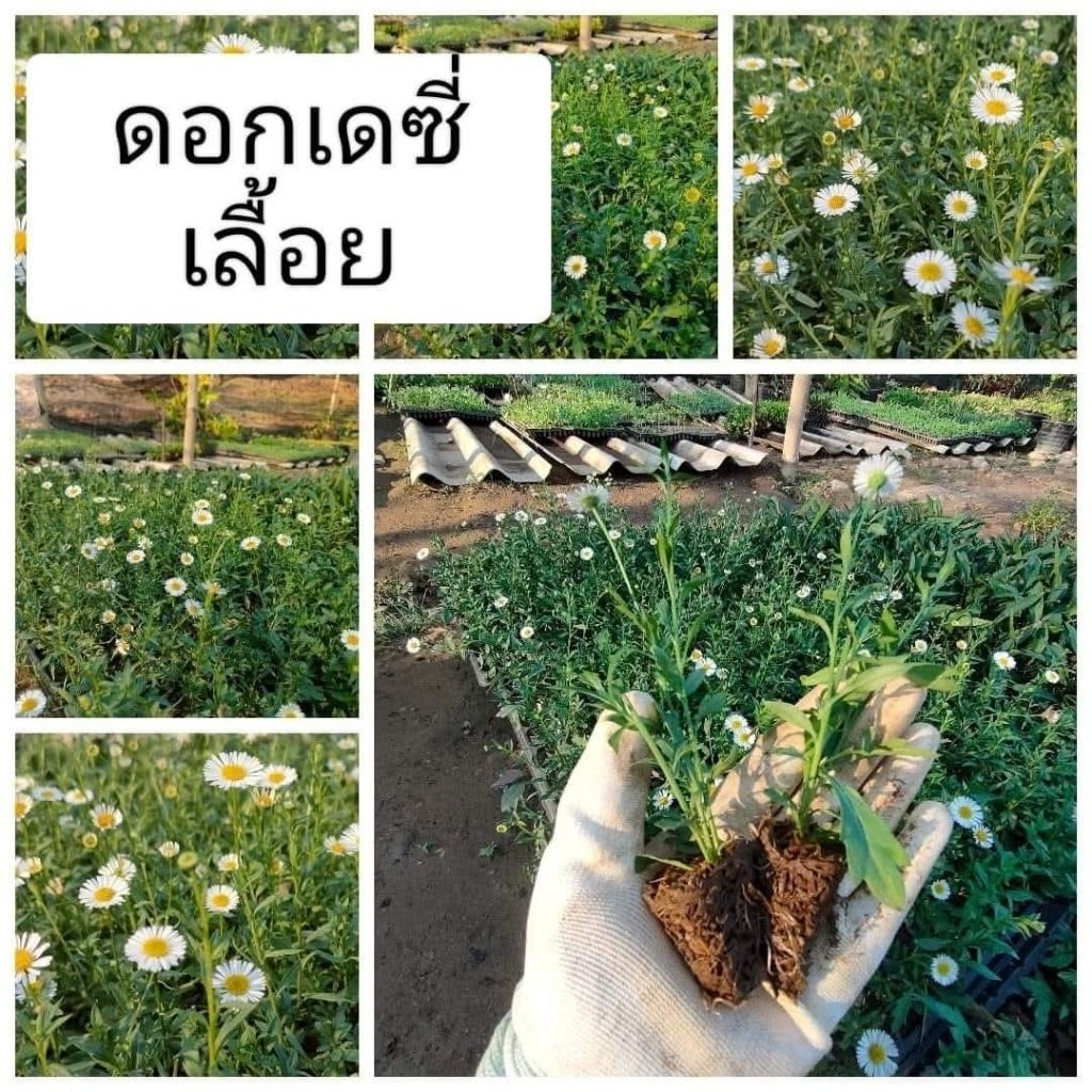 ดอกเดซี่ ไข่ดาวเลื้อย  ต้นล่ะ 10 บาท  ราดแข็งแรงมาก พร้อมส่งค่ะ
