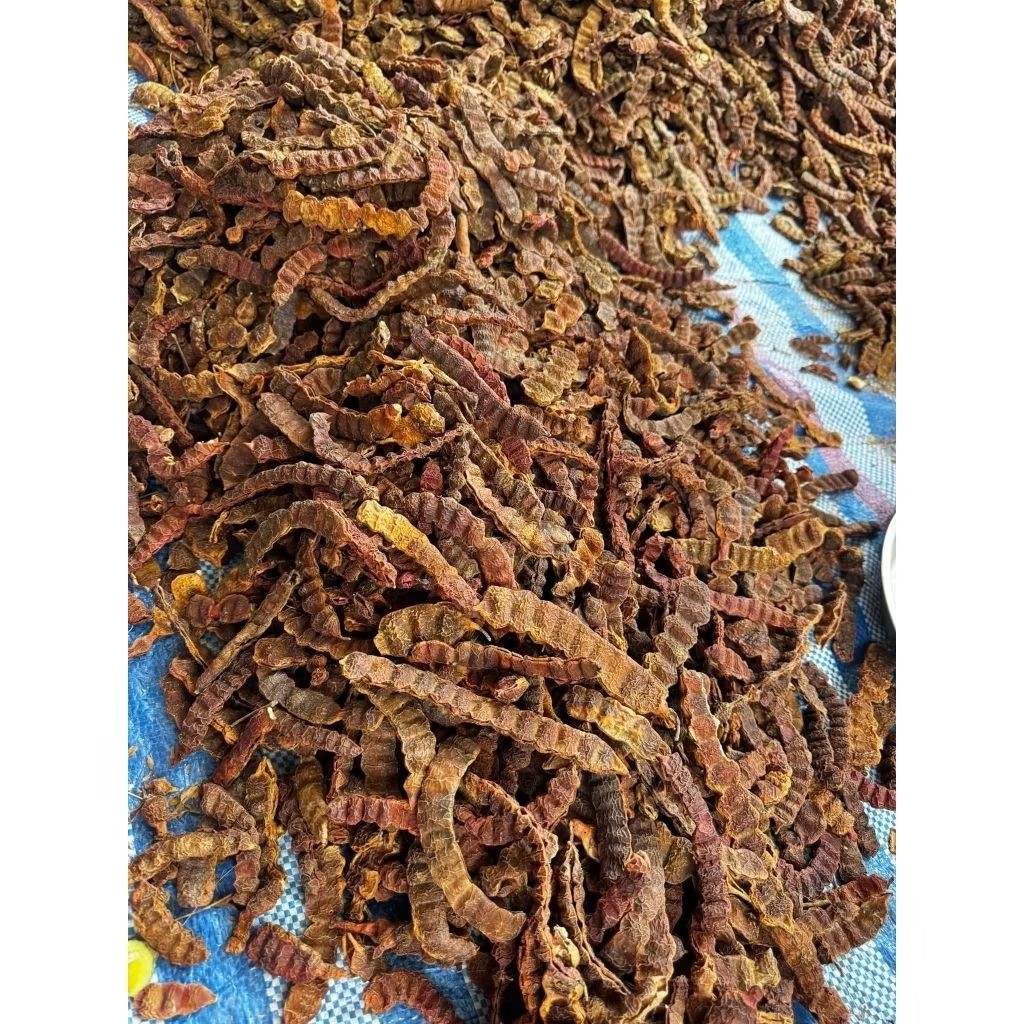 ส้มป๋อยเก็บใหม่ๆปีนี้ มาแล้วครับ  เดือน 5 สมุนไพรมงคล ชาวบ้านจะเก็บฝักส้มป่อยในช่วงเดือน 5 เหนือ