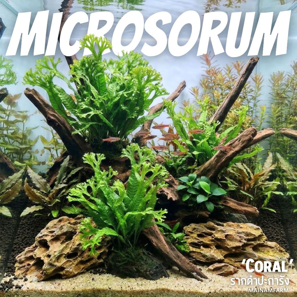 รากดำ ปะการัง (java fern 'coral') เลือกขนาดได้ - MICROSORUM CORAL ต้นไม้น้ำ