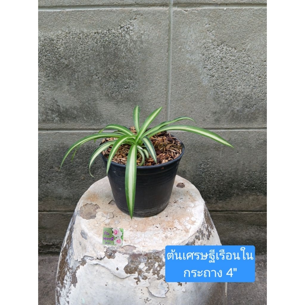 ต้นเศรษฐีเรือนใน Spider Plant กระถาง 4" เป็นไม้มงคล ใบเรียวสีเขียวแกนขาว ฟอกอากาศดีมาก ชอบแดดรำไร น้ำวันละครั้ง