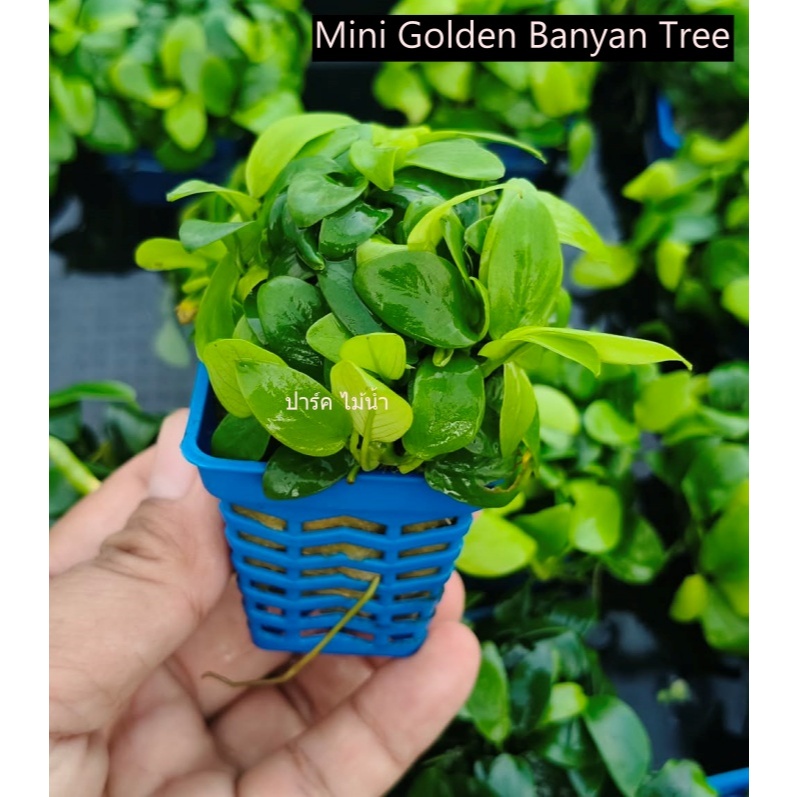 nana Golden 1 พอท พร้อมส่ง