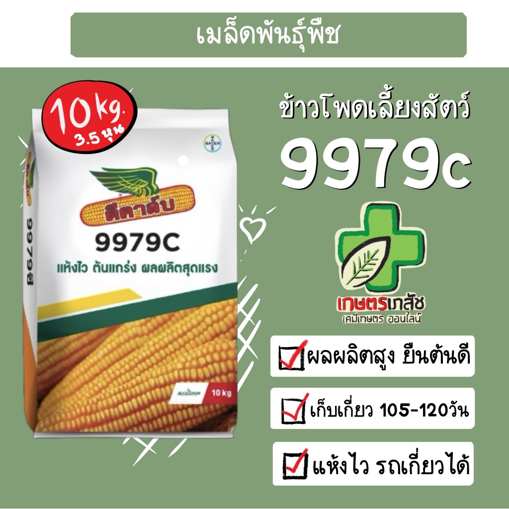เมล็ดพันธุ์ข้าวโพด ดีคาล์บ 9979c 3.5หุน 10 กิโลกรัม