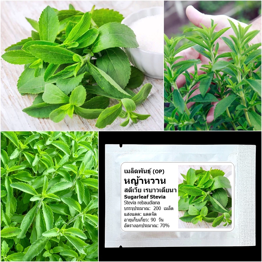 เมล็ดพันธุ์ หญ้าหวาน สตีเวีย Sugarleaf Stevia Seed 200 เมล็ด คุณภาพดี ของแท้ 100%