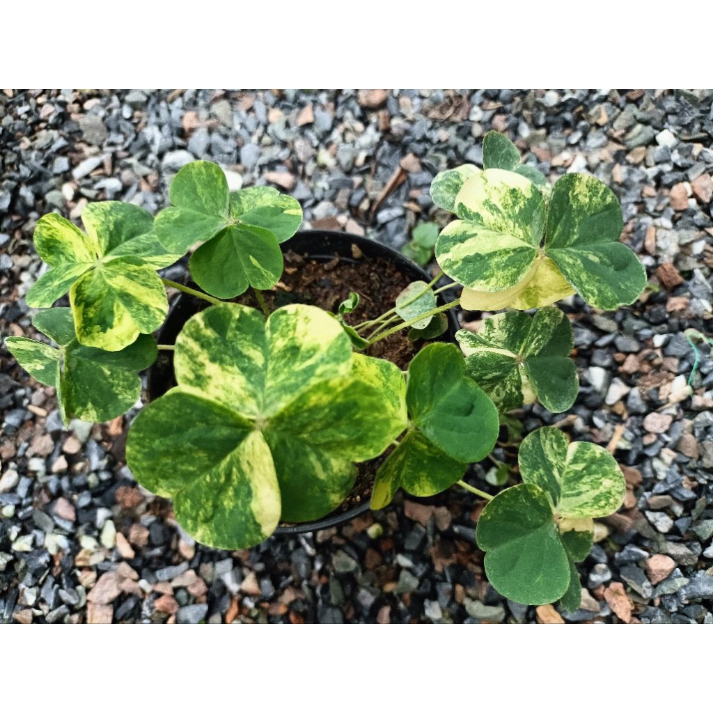 ผักแว่นดอยด่าง(Variegated Oxalis)
