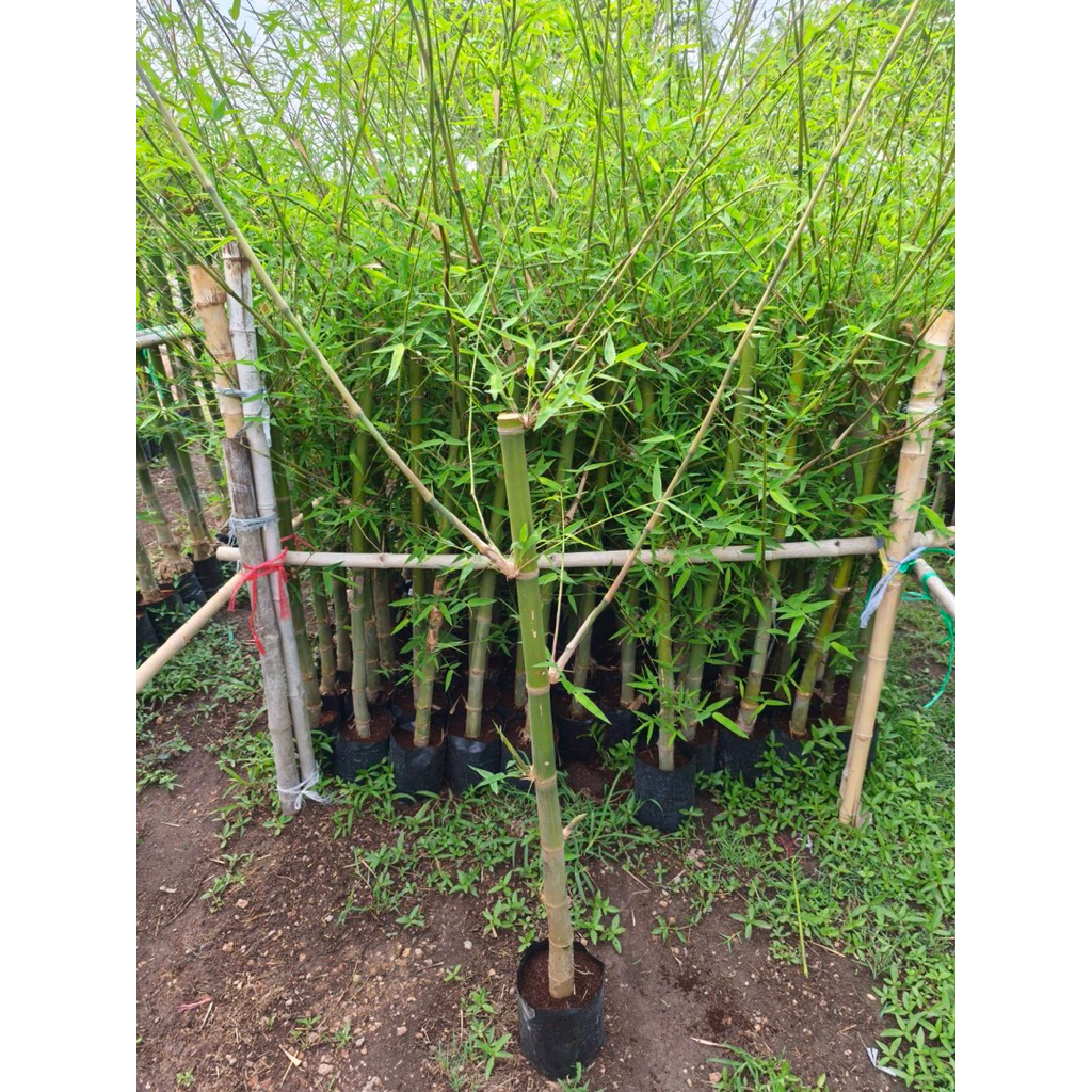 ต้นไผ่สร้างไพร ไผ่เลี้ยงลำ ขุดเหง้า (สูง 80-100cm) หน่อกินได้ ต้นแข็งแรง พร้อมปลูก