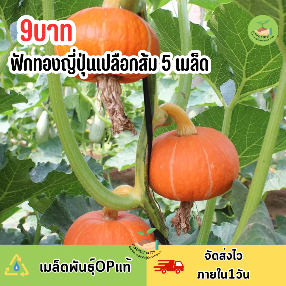 เมล็ดพันธุ์ฟักทองญี่ปุ่นเปลือกส้ม 5 เมล็ด