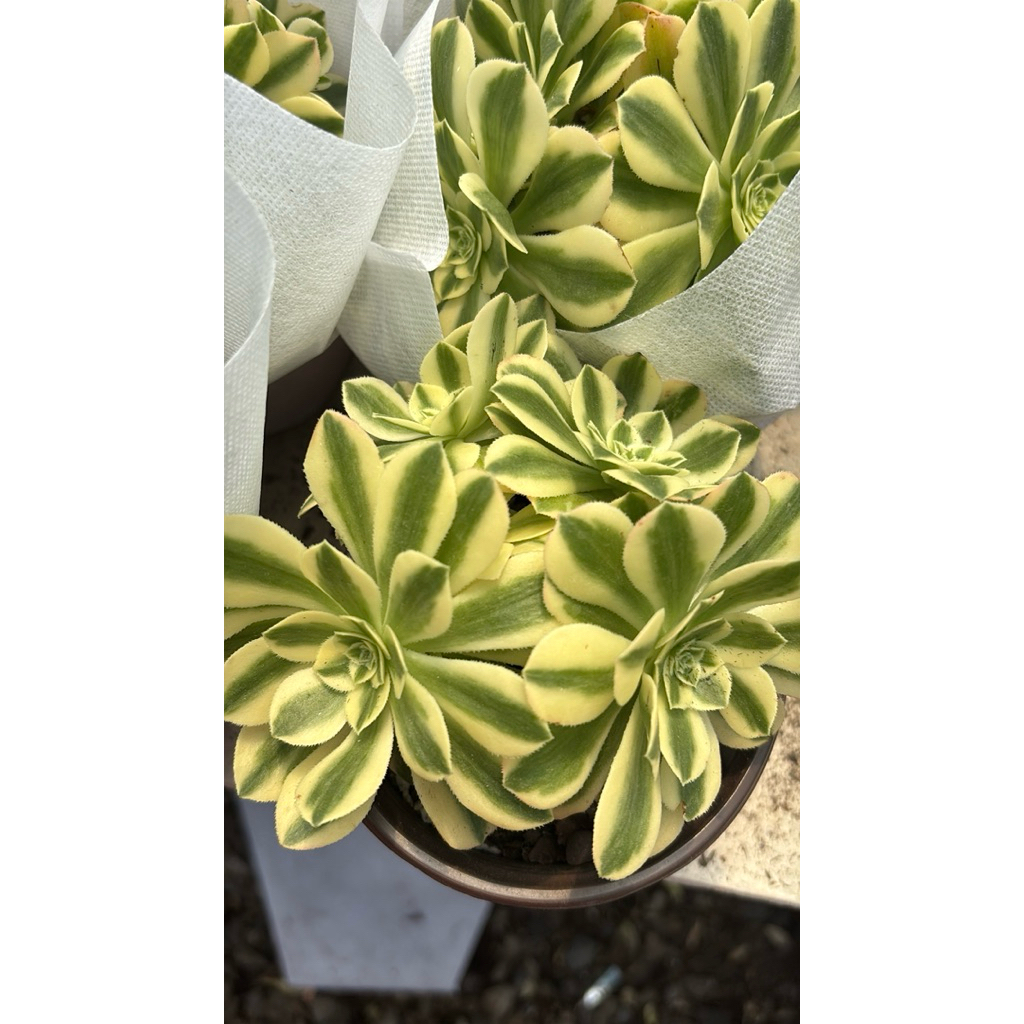 พร้อมส่ง22/3/26 Aeonium arboreum f. variegata อิออนเนียมลายขาวเขียว 4-5นิ้วต้นไม้นำเข้ามีบางช่วง