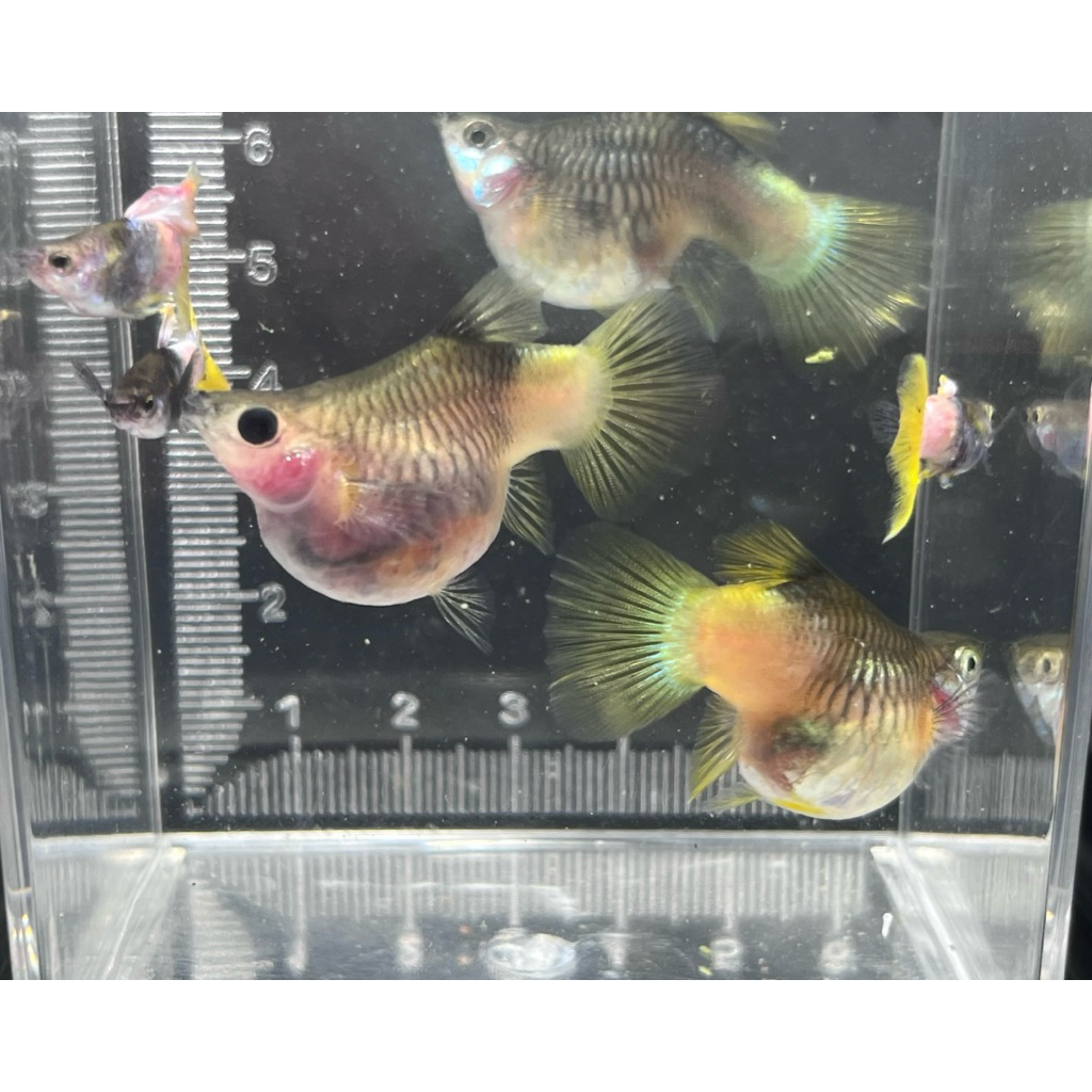 guppy pinku short body 1 pair