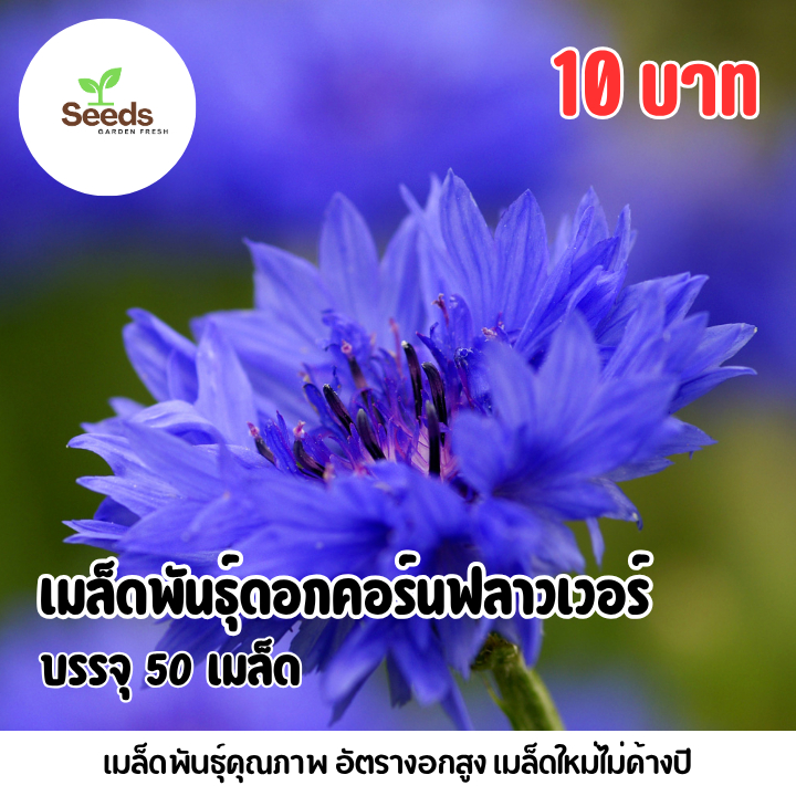 เมล็ดพันธุ์ดอกคอร์นฟลาวเวอร์ บรรจุ 50 เมล็ด