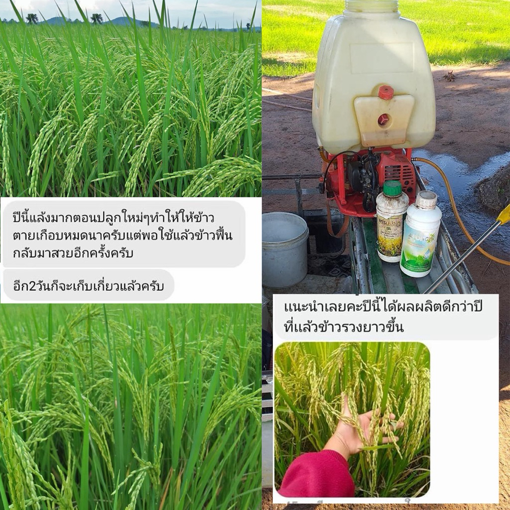 เอฟอช AFORCH สารจับใบ สารนำพา ขนาด 1,000 ซีซี ไม่ทิ้งสารตกค้าง ดูดซึมทันที ช่วยประหยัดค่าปุ๋ย ราคา ถูกที่สุด ดีลบีเคเค แกลเลอรีภาพที่ 3