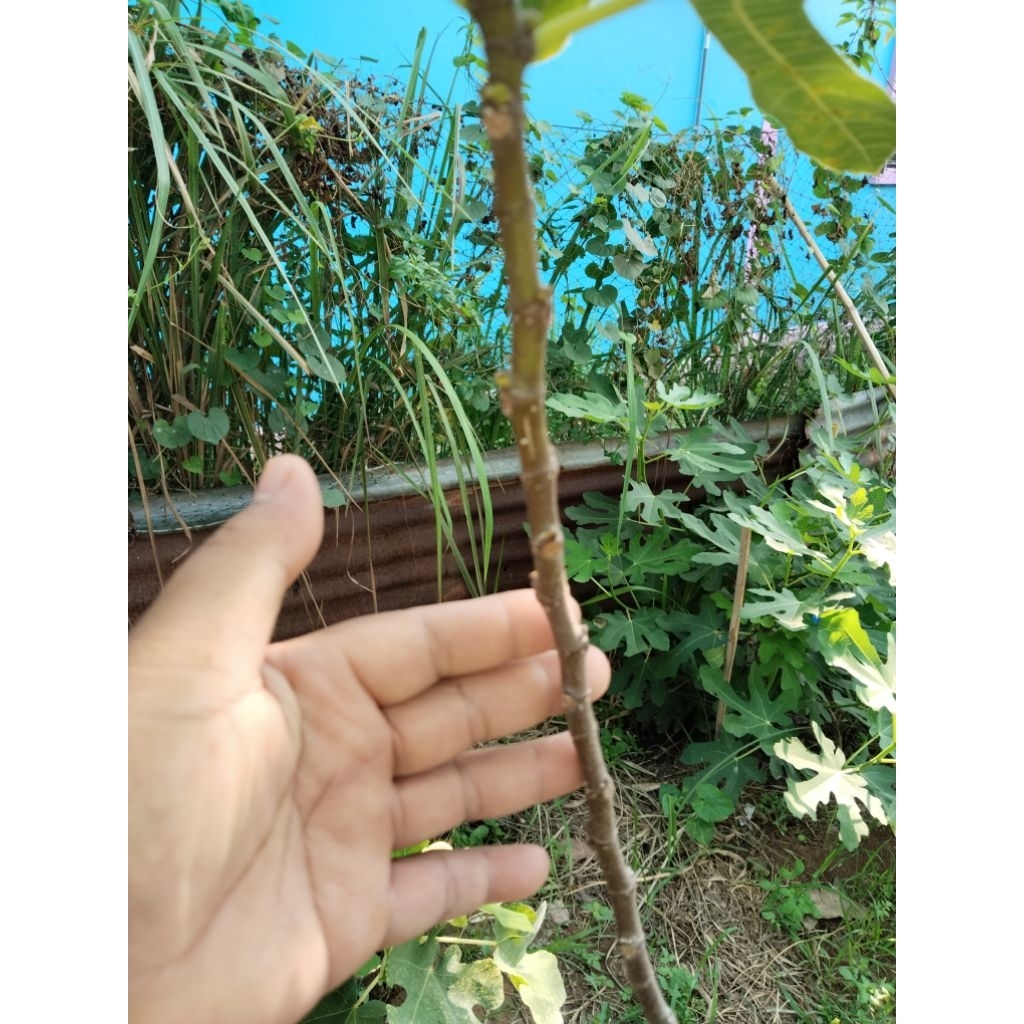 กิ่งสดมะเดื่อ White Israel