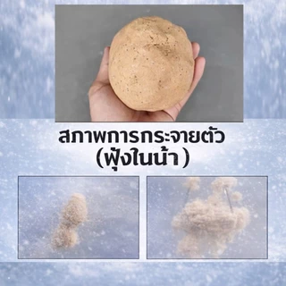 เหยื่อเย็นตกปลานิล เซตเทพสงคราม 500g รสตับ+รสกุ้ง+รสปลา (แพคกล่องโฟม+เจลน้ำแข็ง)
