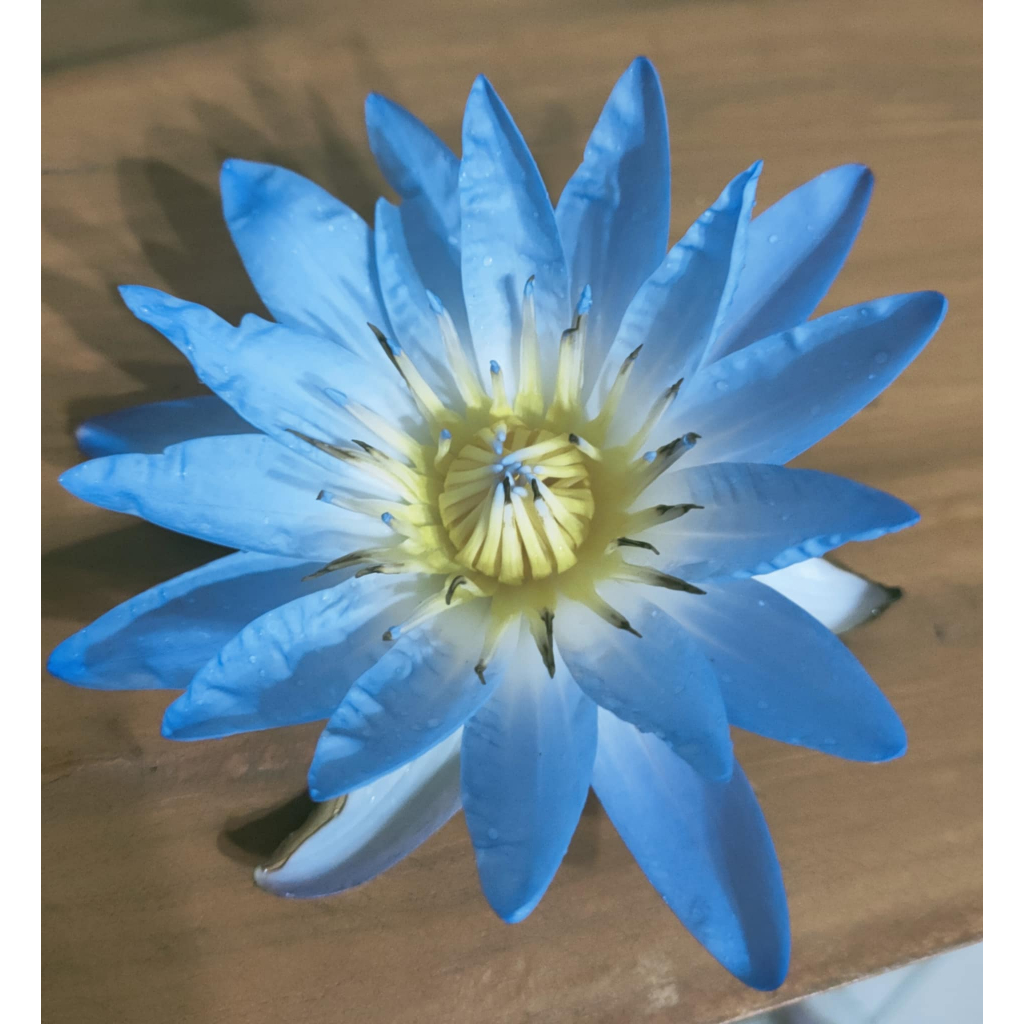 บัวอียิปต์แท้ BlueLotus ชาชงบัวอียิปต์แท้ ดูเบ็นมิแครนท่าฟ้ามิแครนท่าขาวเซรูเลีย NymphaeaCaeruleaDaubenyanaMicrantha