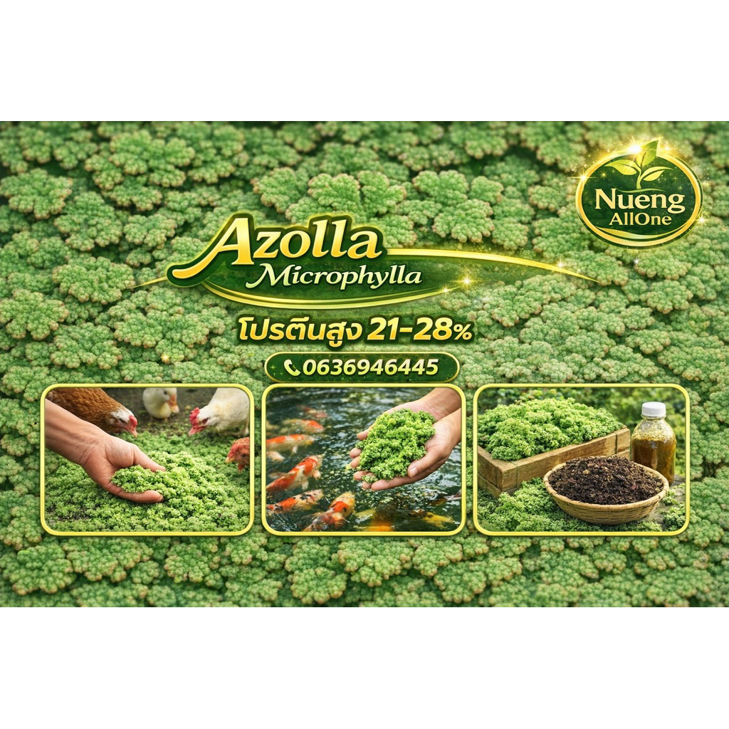 แหนแดง Azolla Microphylla 500g   แม่พันธ์ชั้นดี อาหารสัตว์ก็ได้ ปุ๋ยชีวภาพก็ดี เพาะพันธ์ง่าย