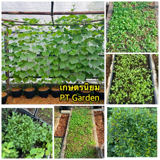 ดินปลูกสำเร็จรูป ดินปลูกผัก Grow Green Soil สูตรออแกนิก ใช้เพาะเมล็ด ปลูกผักสวนครัว ไม้ดอกไม้ประดับ ไม้ฟอกอากาศ 10kg