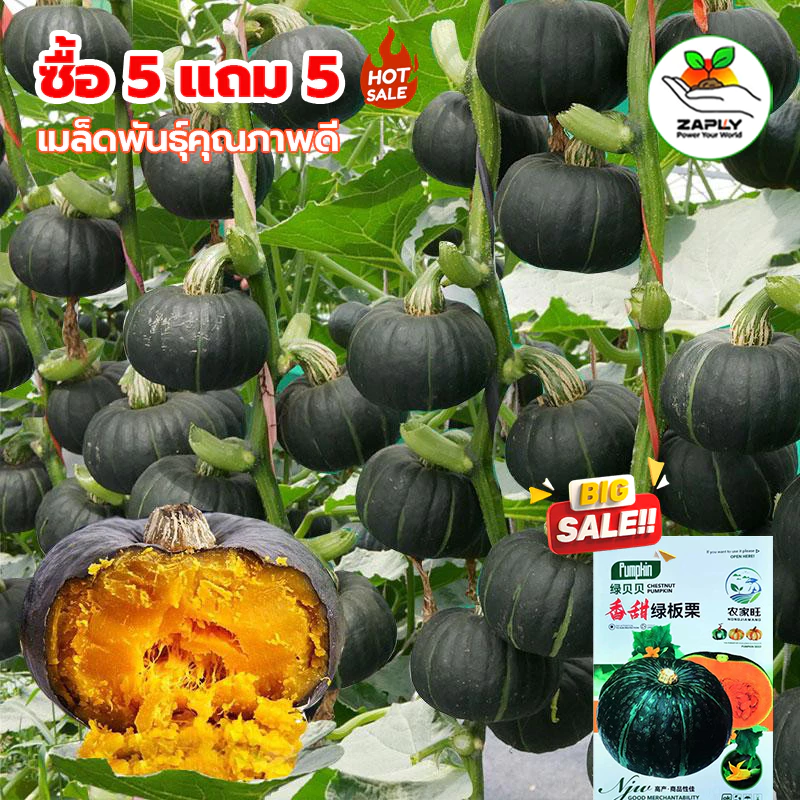 【ซื้อ 5 แถม 5 ฟรี】เมล็ดพันธุ์ ฟักทองญี่ปุ่น ประมาณ 25 เมล็ด Japanese Pumpkin Seeds Vegetable Plants เมล็ดพันธุ์ผัก เมล็ด