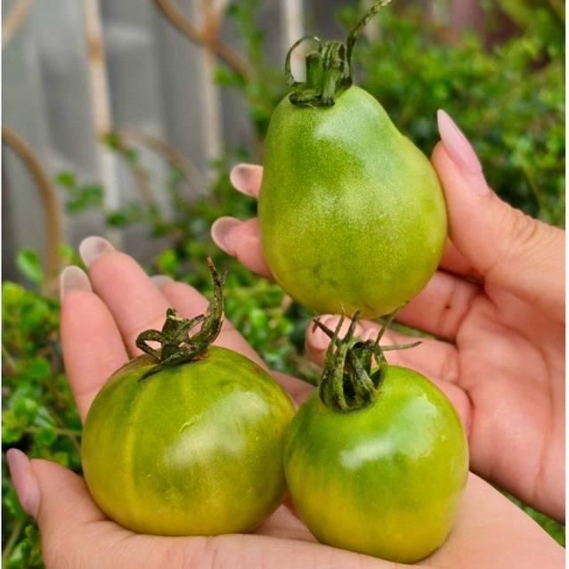 [5แถม1] สายพันธุ์หายาก เมล็ดมะเขือเทศเชอโรกี กรีน (Cherokee Green tomato) |ทนร้อน ผลดก| (10 เมล็ด)