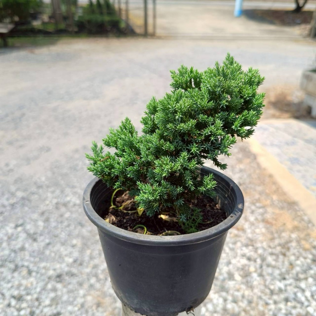 ต้นสนเลื้อยแคระ กระถาง 5.5 นิ้ว พร้อมจัดส่ง ฟอร์มสวยๆ🌱