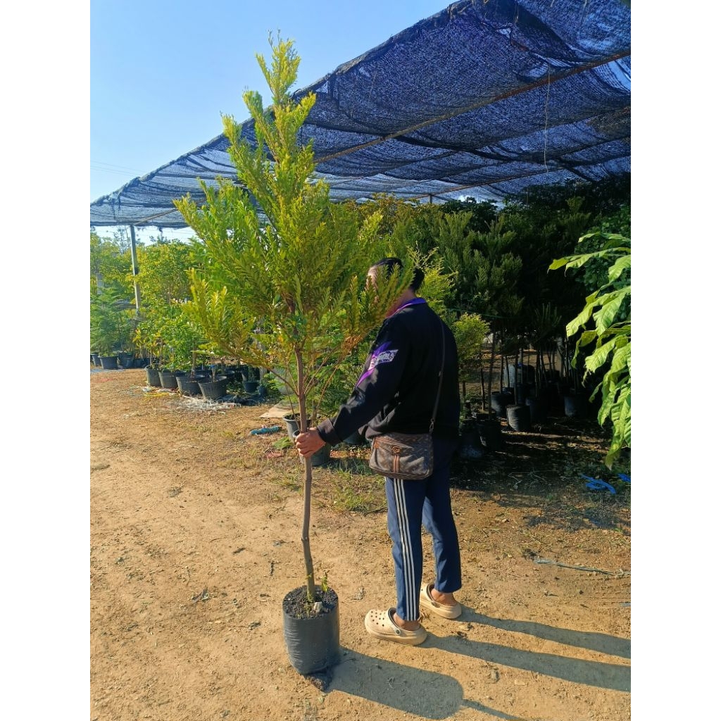 ต้นล่ำซำสูง1.6-เมตร🌲 อ่านความสูงให้ชัดเจนก่อนสั่ง