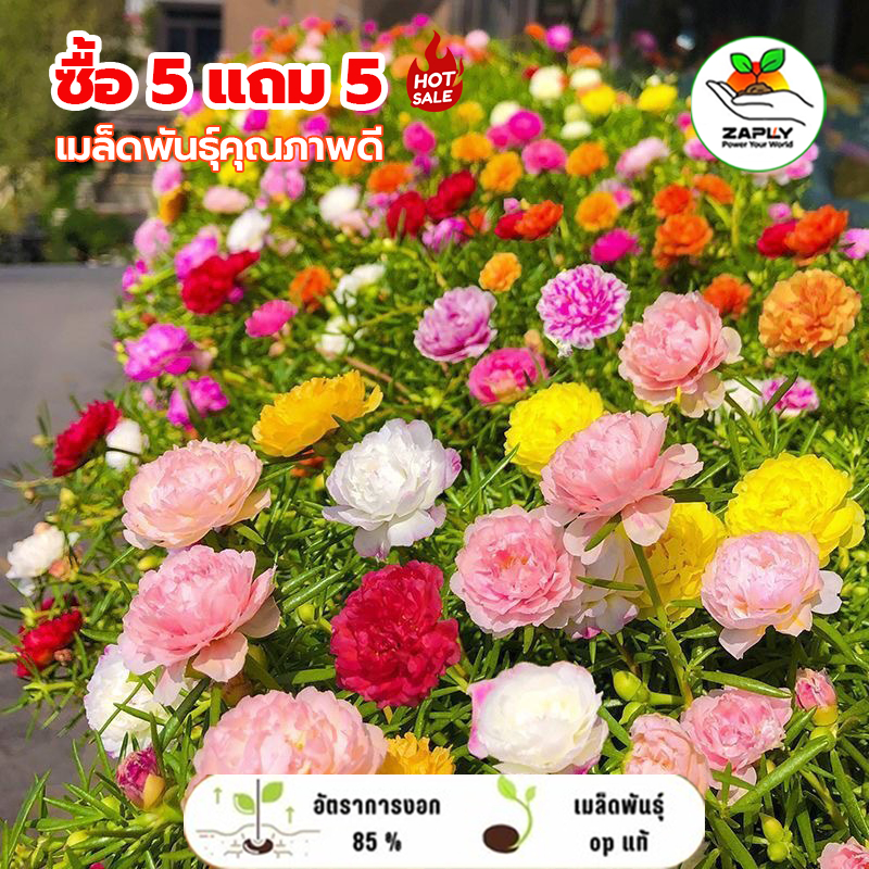 【ซื้อ 5 แถม 5 ฟรี】ไม้ดอก  เมล็ด Portulaca Seedดอกคุณนายตื่นสายซ้อน ดอกไม้สวย ไม้ประดับภูมิสถาปัตยกรรม  เมล็ดพันธุ์คุณภาพ