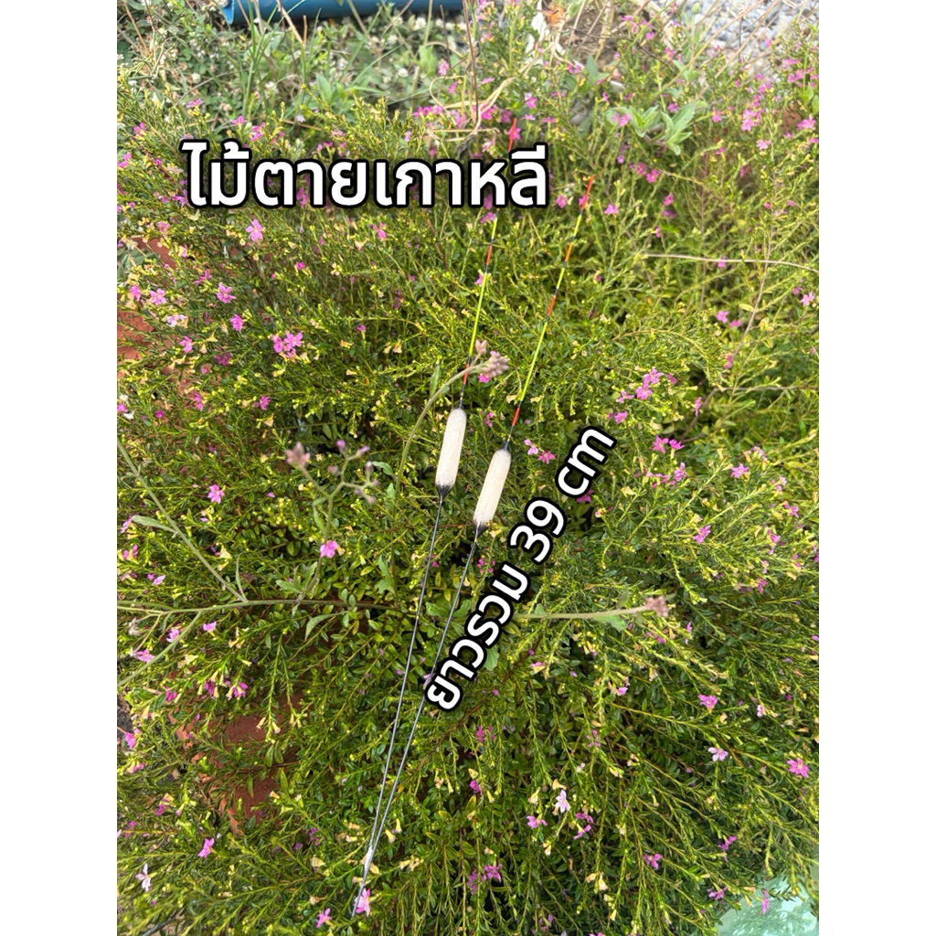 ทุ่นไม้ตายเกาหลี ไม้บัลซ่า (ราคา 1 ดอก )ยาวรวม 39 ซม