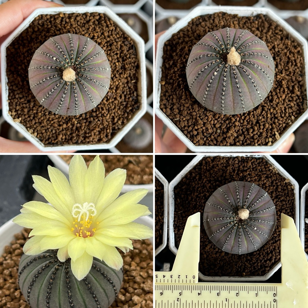 เฟรเลีย Frailea cactus กระถาง3“ แคคตัส กระบองเพชร