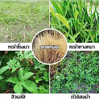 กลูโฟซิเนต แกลอนส้ม (เข้)ขนาด4ลิตร ปราบเรียบวัชพืช ในนา ในสวน ในไร่ ทั้งใบแคบและใบกว้าง.