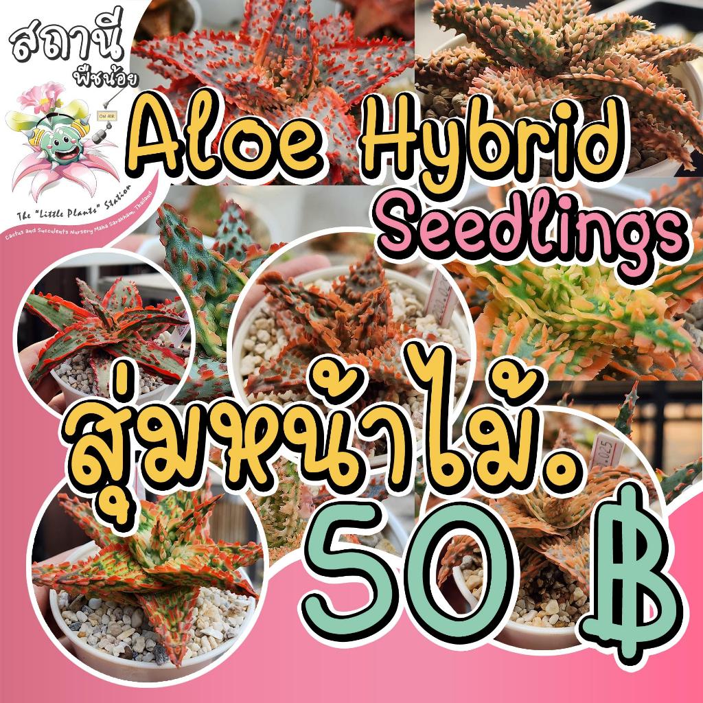 Aloe Hybrid seedlings 50 (สุ่มหน้าไม้) อโล ไม้เพาะเมล็ด กระบองเพชร ไม้อวบน้ำ succulent แคคตัส cactus กุหลาบหิน