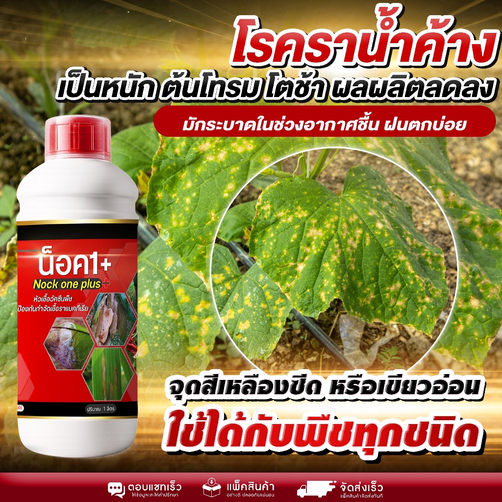 โรคราน้ำค้าง ใบเป็นจุดเหลืองซีด ลามไว ทำให้ผลผลิตลด หยุดเชื้อรา ลดการระบาด ลดปัญหาใบจุด ใบเหลือง ใบไหม้ ต้นโทรม โตช้า