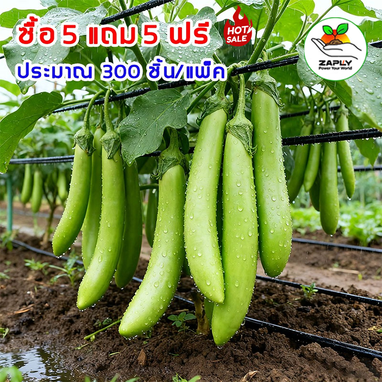 [ ซื้อ 5 แถม 5 ฟรี] เมล็ดพันธุ์ เมล็ดมะเขือยาว 300 มล็ด งอกดี ปลูกง่าย โตไว ผลผลิตสูง ลูกดก ทานอร่อย