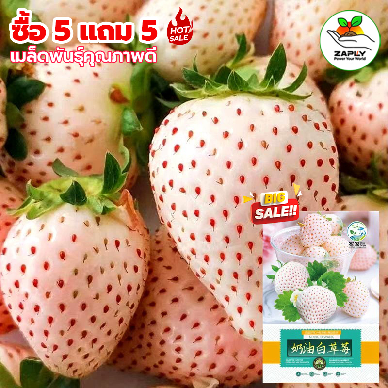 【ซื้อ 5 แถม 5 ฟร】สตรอเบอขาว เมล็ดพันธุ์ไวท์สตรอเบอรี่ ฟูกุโอกะ 20-50 เมล็ด สายพันธุ์จากญี่ปุ่น รสหวานฉ่ำ ปลูกง่าย