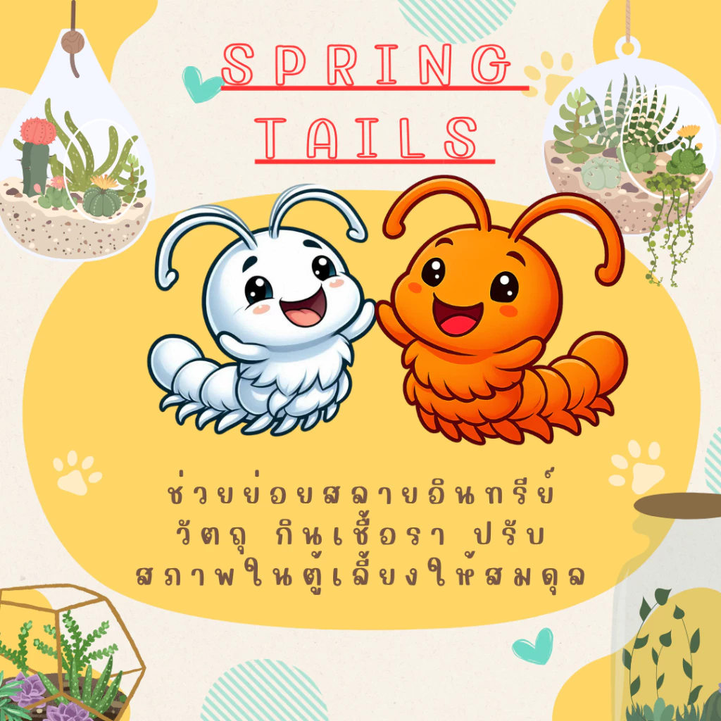 แม่บ้านชุดขาว + ชุดส้ม กำจัดเชื้อรา [Springtail]