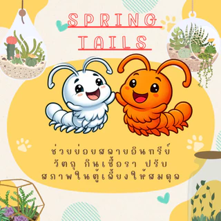 แม่บ้านชุดขาว + ชุดส้ม กำจัดเชื้อรา [Springtail]