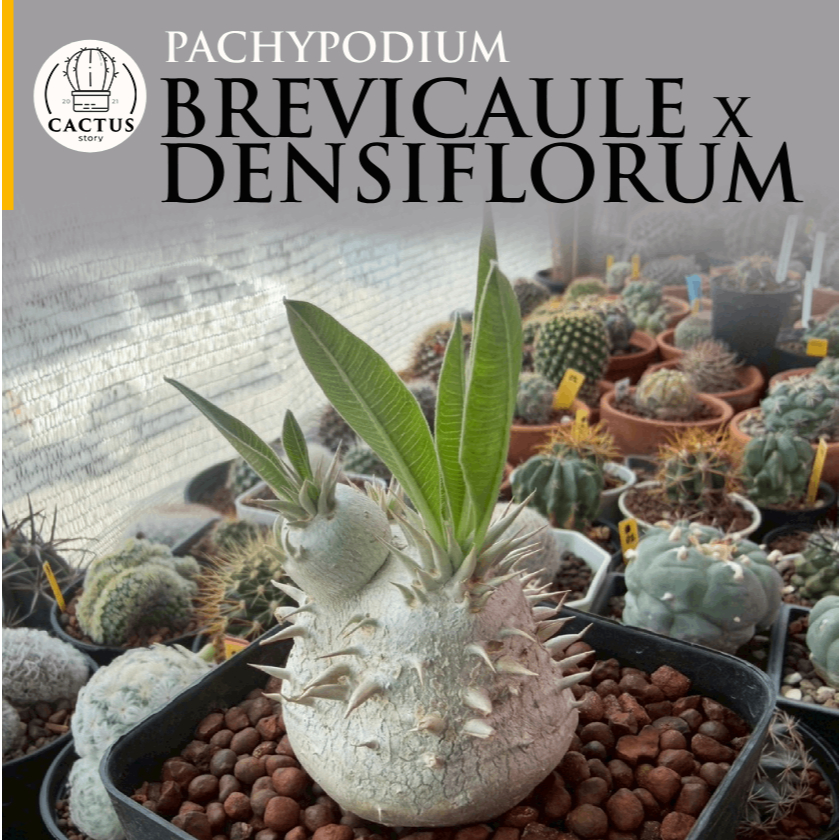 Pachypodium brevicaule X densiflorum ไม้เมล็ดโตช้า