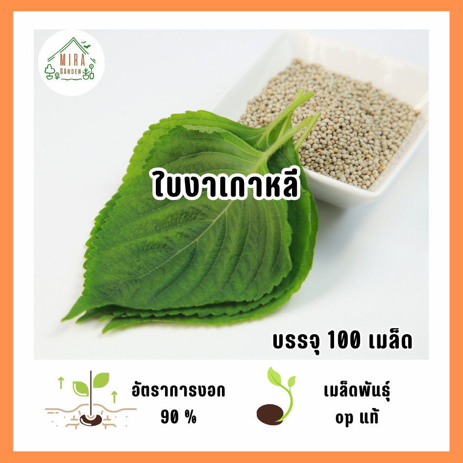 เมล็ดพันธุ์ใบงาเกาหลี 100 เมล็ด