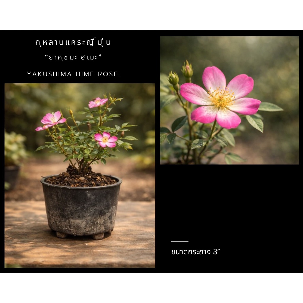 กุหลาบแคระญี่ปุ่น Yakushima Hime rose ยาคุชิมะ ฮิเมะ 💮