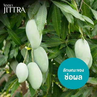 จิตตรา ต้นพันธุ์มะม่วงเขียวเสวย เสียบยอดสูง 60-80 ซม. โตไว ให้ผลเร็ว พร้อมส่ง เคลมฟรี ต้นพันธุ์ผลไม้