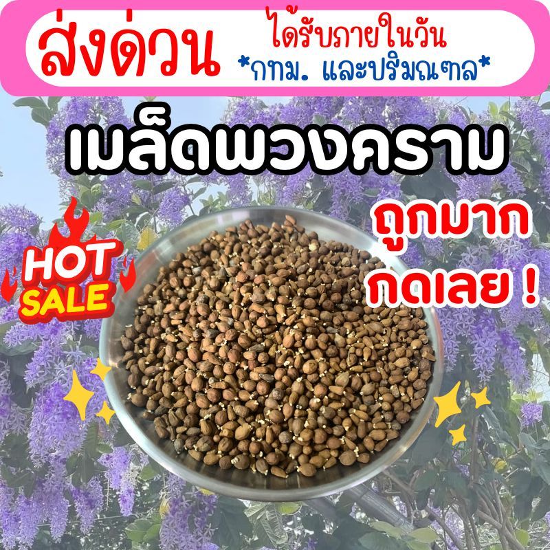 เมล็ดพันธุ์ พวงครามช่อม่วง ไม้เลื้อย ติดดอกง่ายเป็นพุ่มสวย – โปรปัง